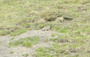 Marmotte dans une champ sur la bord de la route