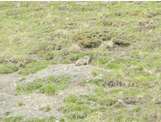 Marmotte dans une champ sur la bord de la route